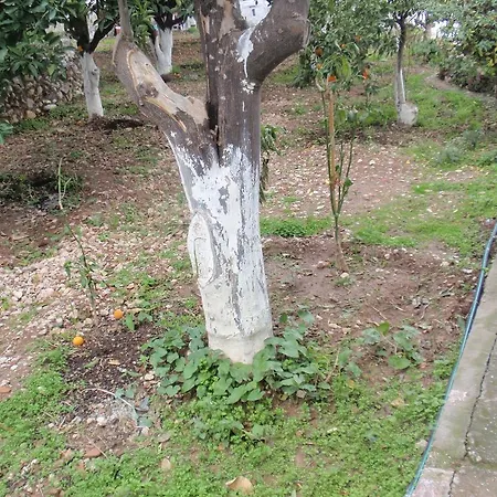 Apartament Antouan Matina